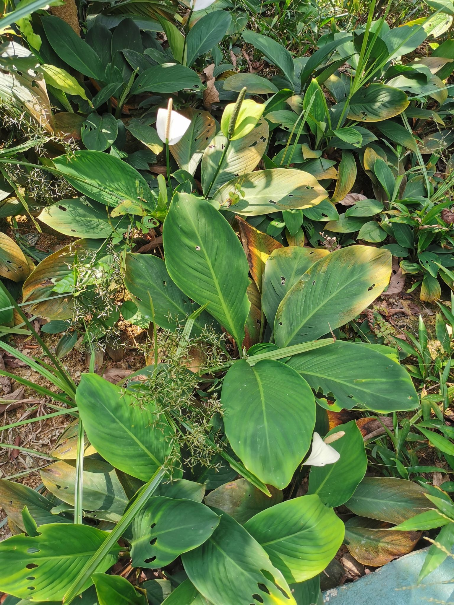 Spathiphyllum wallisii